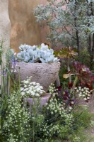 A planter full of Cotyledon orbiculata 'Cedric Morris', in The Nurture Landscapes Garden/ gold winner Chelsea 2023.  Designer: Sarah Price
