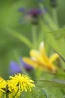 Crepis biennis