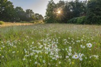 View of Leucanthemum vulgare and other wild flowers and grasses flowering in a meadow in Summer - June