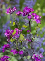 Lunaria annua 'Chedglow' forming seed pods - Honesty - June