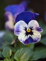 Viola cornuta 'Delft Blue' - April