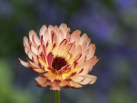 Calendula officinalis ' Sherbert Fizz' - English marigold - June