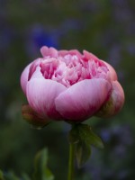 Paeonia lactiflora 'Etched Salmon' - Peony - June