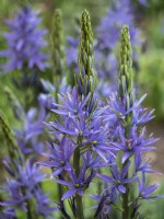 Camassia leichtlinii 'Blue Heaven' - May