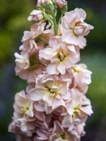 Matthiola incana 'Apricot' - Column Stock - June