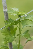 Ribes Captivator leafs