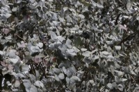 Eucalyptus cordata Silver Gum foliage. Spring. May. 
