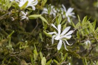 An old Magnolia Stellata is cocvered in moss and lichens. Flowers. Spring. May. Close up. 