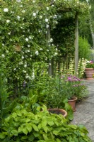 Rambler Rose on pergola with border and container plants including Epimedium alpinum, Bergenia crassifolia, Argyranthemum and Sisyrinchium striatum, Open Gardens Day, Old Newton, Suffolk  
