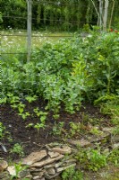 Rustic border cleared of weeds to create space for growing bean plants in wildlife garden - Open Gardens Day, Waldringfield, Suffolk