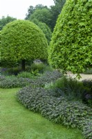 Viburnum tinus trees clipped to shape in beds of perennials bordered by Purple Sage - Salvia officinalis 'Purpurascens' - Open Gardens Day, Waldringfield, Suffolk