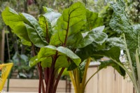 Red and yellow chard plants in the London Square Community Garden,Gold winner.  Designer: James Smith