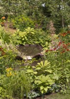 Cascade water feature with perennial planting including Rodgersia, summer July