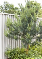 Pinus in plant container, summer June