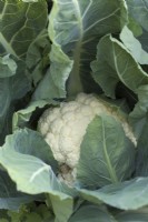 Brassica oleracea Botrytis Group 'Barcelona' F1 hybrid sown early January and harvested early June