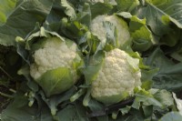 Brassica oleracea Botrytis Group 'Barcelona' F1 hybrid sown early January and harvested early June