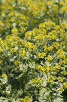 Barbarea vulgaris - American Land Cress variegated