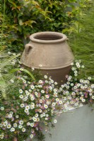 Terracota urn in raised border with surrounding planting of  Jasmine - Jasminum - Grasses and Erigeron karvinskianus - Mexican Fleabane - Hidden Gardens Day, Woodbridge, Suffolk