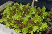 Mixed Lettuces grown in wooden tray - Open Gardens Day, Coddenham, Suffolk