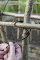 Using plastic cable ties for construction of Runner Bean supports