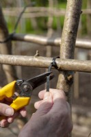 Using plastic cable ties for construction of Runner Bean supports and snipping tail after tightening