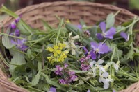 Mustard Red Lion - Brassica oleracea botrytis 'Red Lion' with Cultivated Salad Rocket leaves - Eruca sativa and the Edible Flowers of Mizuna - Brassica rapa nipposinica - yellow,  the mauve flowers of Orychophragmus violaceus - Chinese violet cress, the white of Radish - Raphanus sativus 'French Breakfast' and the pink of Doucette d'Alger or Horn of Plenty - Fedia cornucopiae