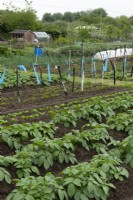 Potatoes and other fruit and vegetables on allotments - Orford, Suffolk
