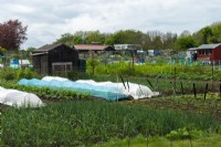 Vegetable plots on allotments showing use of nets and plastic sheets for crop protection - Orford, Suffolk