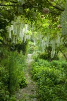 Wisteria blossom cascading down from supporting arch above old brick path and various perennial plants - Hidden Gardens Day, Woodbridge, Suffolk