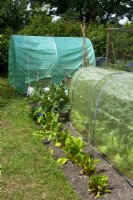 Polythene tunnels used for protection of crops against pigeon attack - Open Gardens Day, Coddenham, Suffolk