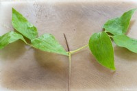 Clematis stems are prepared to make cuttings with the removal of excess stems and leaves.