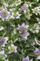 Clematis 'Vienetta' has a stunning boss of central petaloid stamens amidst creamy petals, flowering from early summer until autumn.