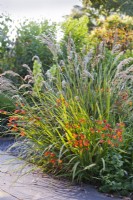 Crocosmia 'Emberglow' and Stipa calamagrostis.