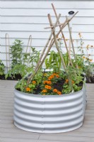 Metal raised bed planted with tomatoes and French marigolds.