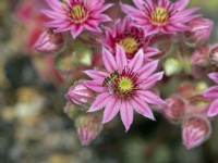 Sempervivum arachnoideum in flower June Summer