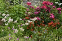 June border with geraniums, alstroemerias and roses.