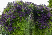 Clematis viticella 'Etoile Violette'  flowering in abundance on pergola