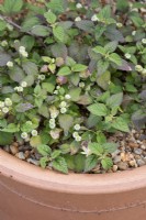 Lippia Dulcis - Aztec sweet box in a pot