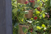 Pots of strawberries hanging from a vertical metal grid - BBC Gardeners' World Live, Birmingham 2023 - Ruth Gwynn Associates The Newson Health Menopause Garden - Designer: by Ruth Gwynn