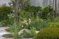 A leafy border punctuated by white Rosa pimpinellifolia, white laceflower and foxgloves.