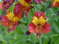 Peruvian Lily  Indian Summer Alstroemeria June Summer