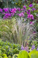 Stipa tenuissima and Phlox paniculata 'Dusterlohe'.