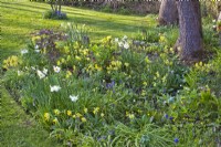 Mixed spring border with Primula veris, narcissus, grape hyacinth and hellebores.
