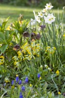 Mixed spring border with Primula veris, narcissus, grape hyacint and hellebores.