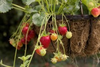 Fragaria Symphony' strawberry growing in a hanging basket with a coir liner