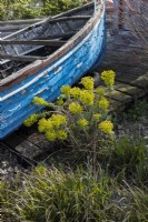 Cornish Seaside garden with wooden boat and euphorbia beside it. Trago Mills show gardens, Devon, UK. May. Spring