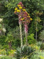 Agave montana  flower heads beginning to open after flowering the  plant dies. July Summer