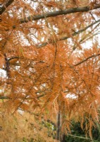 Taxodium distichum, autumn November