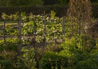 An espalier of Malus with blossom in the Gordon Castle Walled Garden.