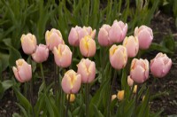 Tulipa 'Big Smile' a pale pink and yellow tulip in the Gordon Castle Walled Garden